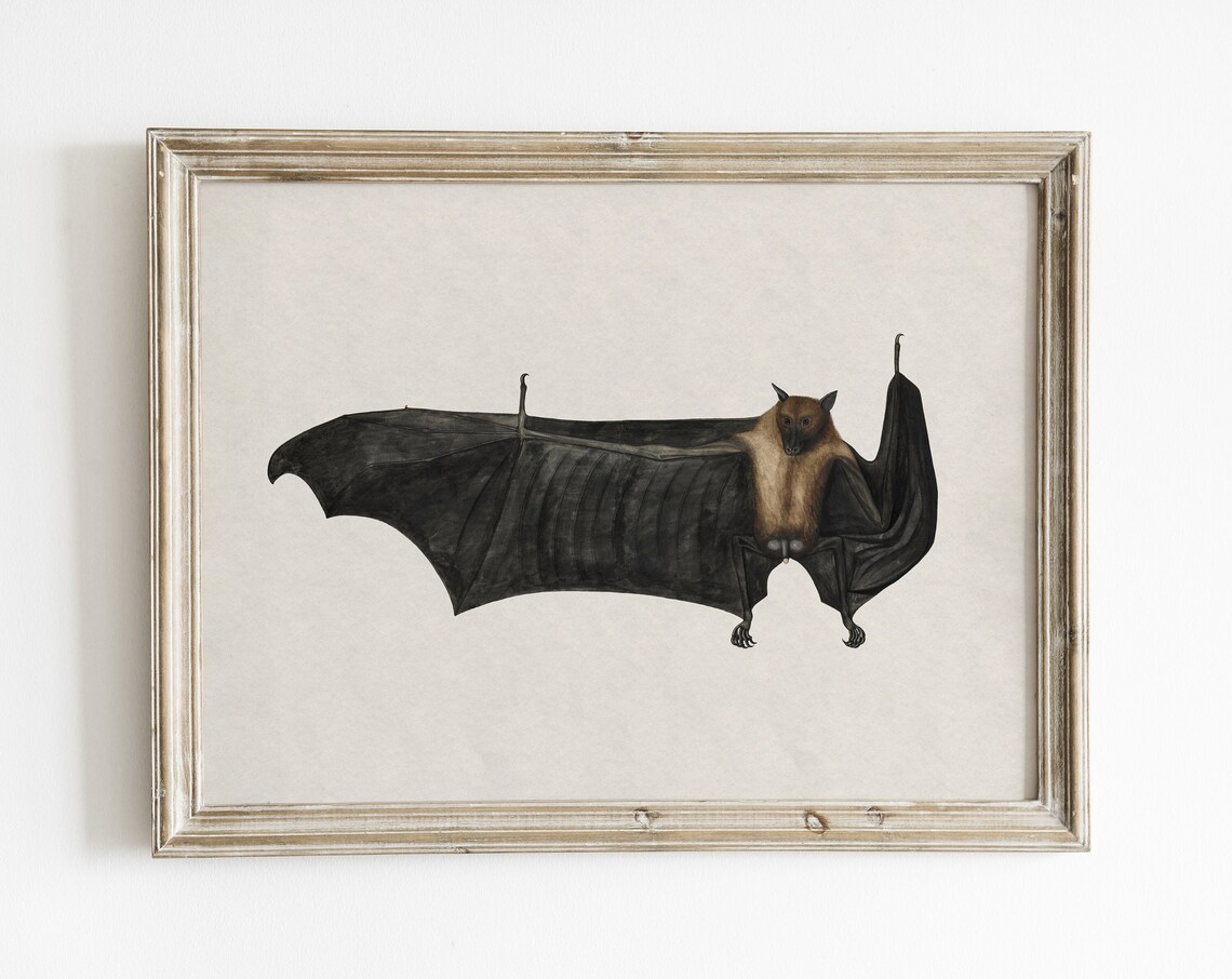Vintage Fruit Bat Illustration Flying Fox Halloween Nature Art Poster