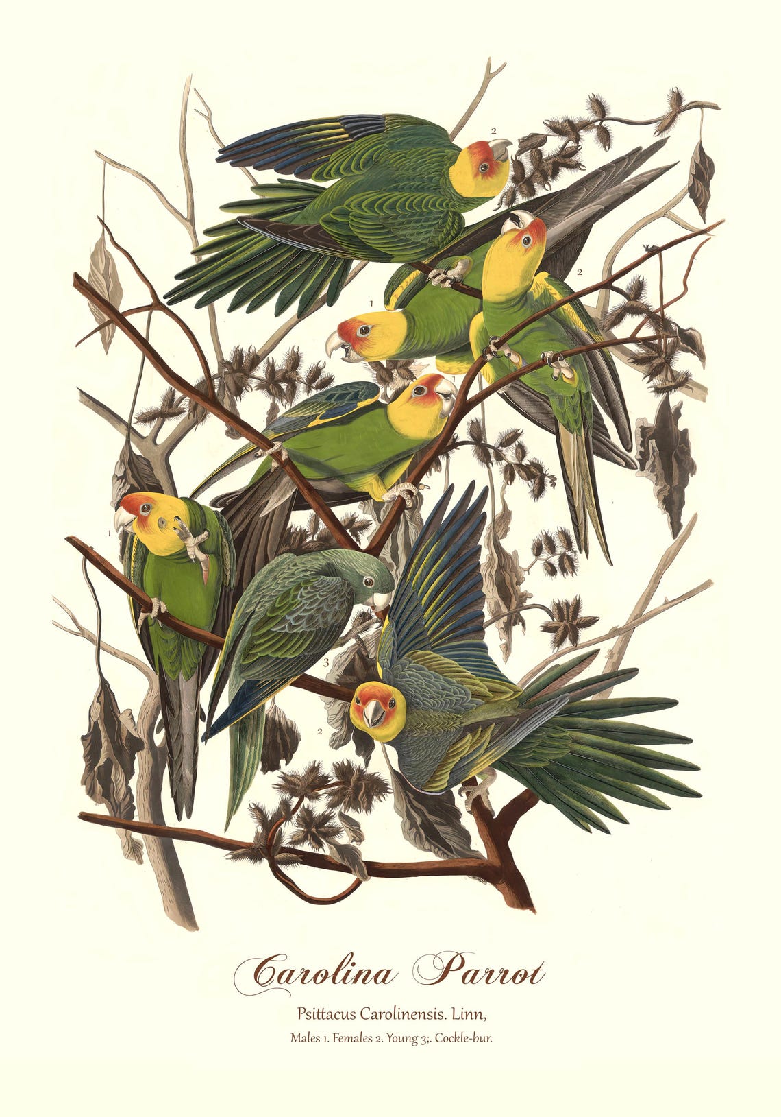 Carolina Parrot Audubon Vintage Bird Illustration Extinct Parakeet Art - Image 2