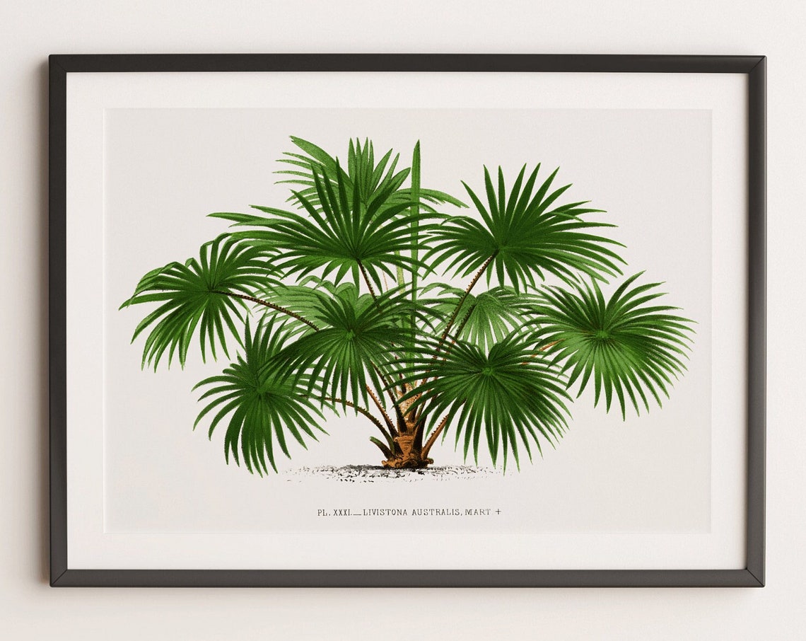 Vintage Livistona Australis Palm Tree Botanical Illustration Poster