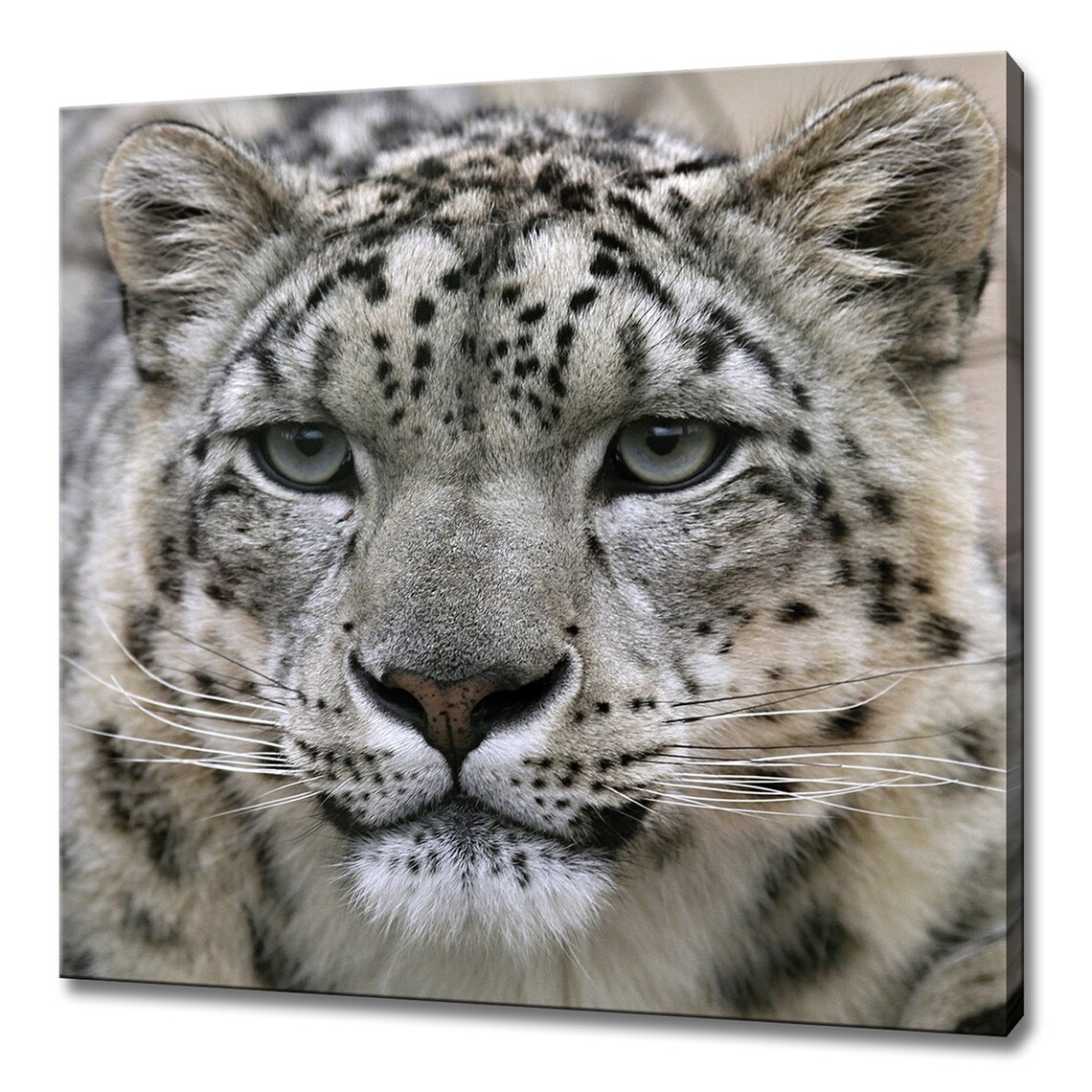 Snow Leopard Custom Art Print, Wildlife Wall Art