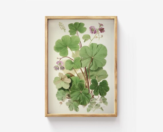 Mallow Botanical Vintage Herb Illustration Green Leaf Art Poster