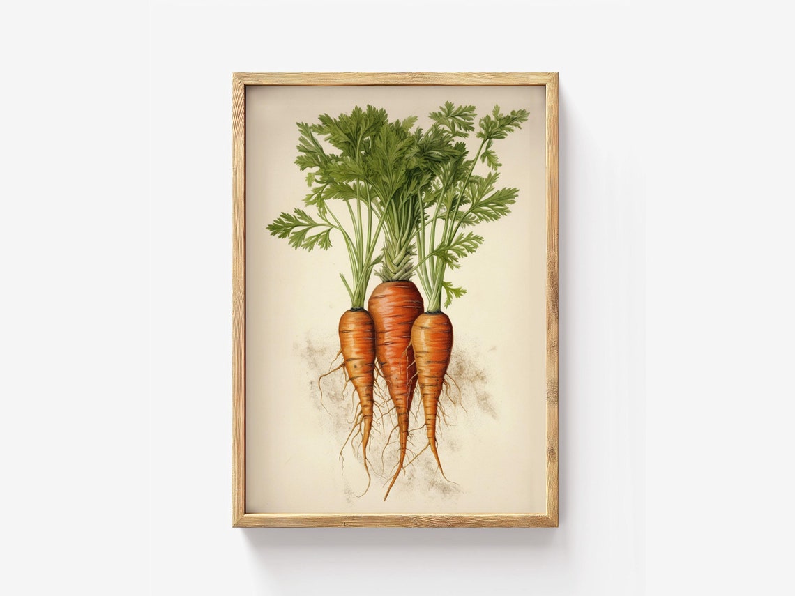 Carrot Botanical Illustration Vintage Root Vegetable Kitchen Wall Art