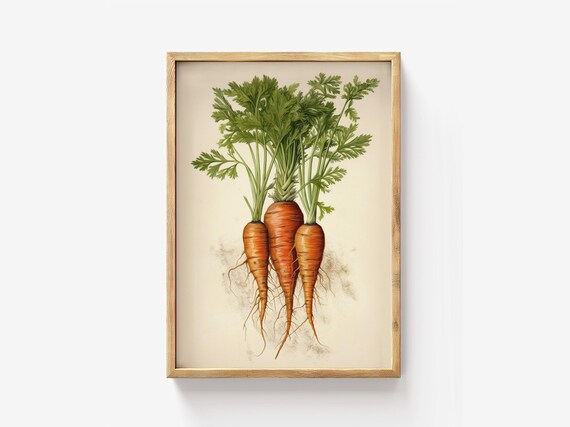 Carrot Botanical Illustration Vintage Root Vegetable Kitchen Wall Art