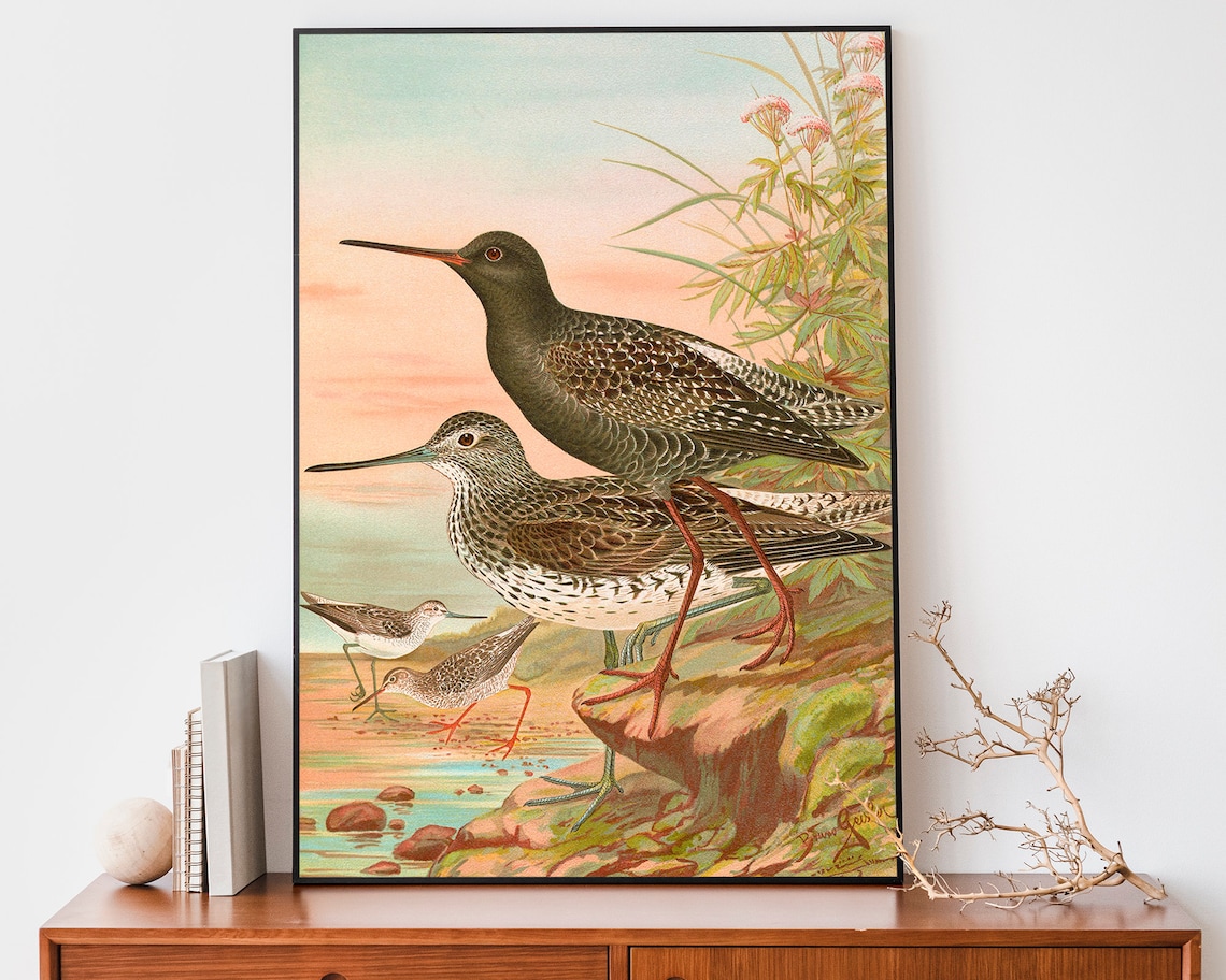 Spotted Redshanks Wading at Sunset Vintage Naturalist Shorebird Poster