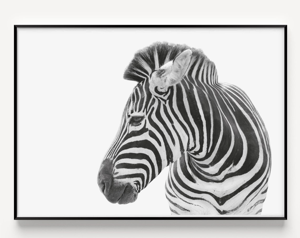 Zebra Print Wall Art Minimalist Black And White Prints Scandinavian Scandi Style Posters