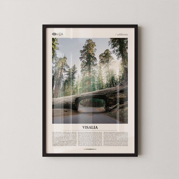Visalia California Sunlit Giant Sequoia Editorial Photo Poster