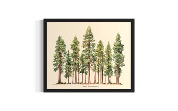 Coast Redwood Trees Poster Art Print Living Room Wall Original Painting Artwork Decor