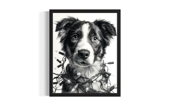 Young Border Collie Puppy Tangled In Christmas Lights Poster