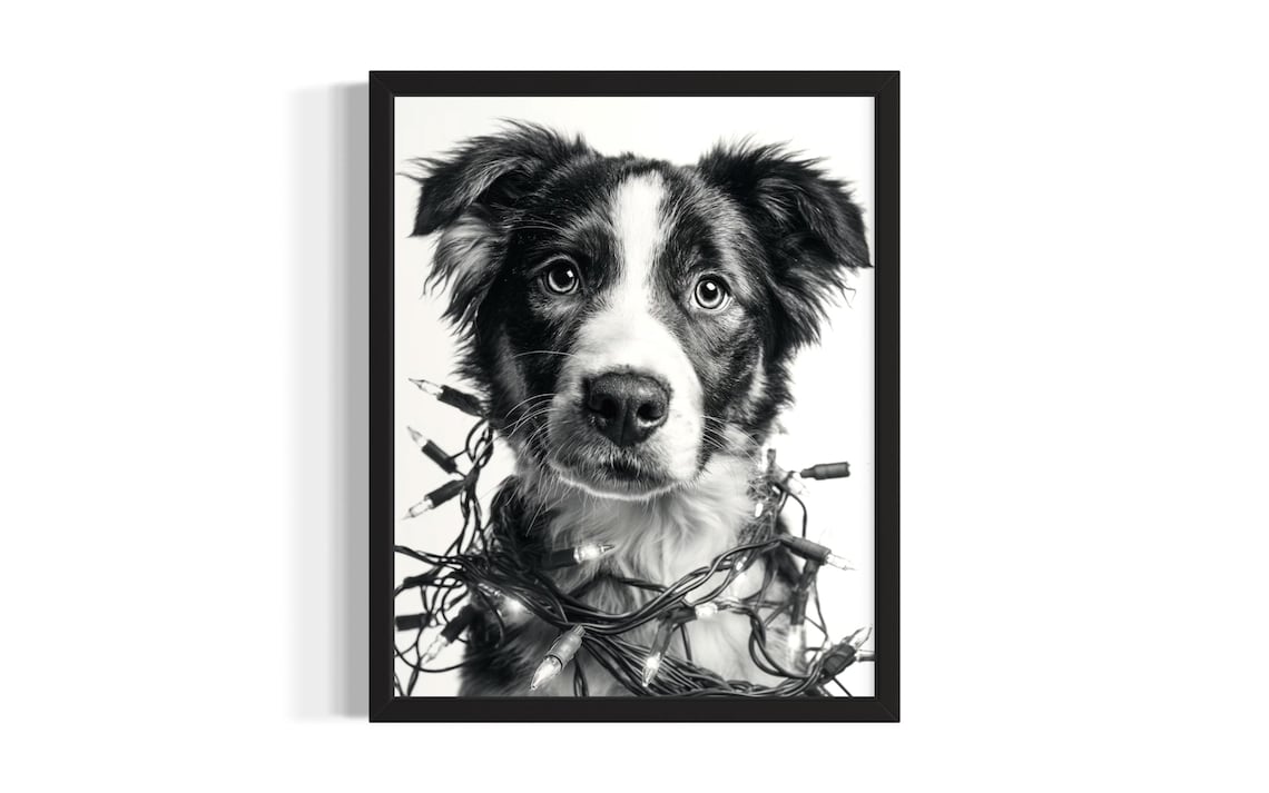 Young Border Collie Puppy Tangled In Christmas Lights Poster