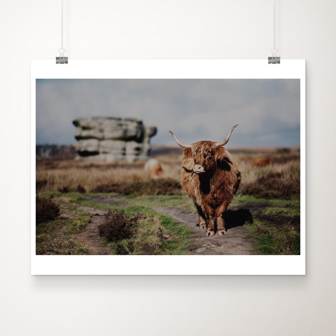 Shaggy Highland Cow on Moorland Path Rustic Nature Photo Print