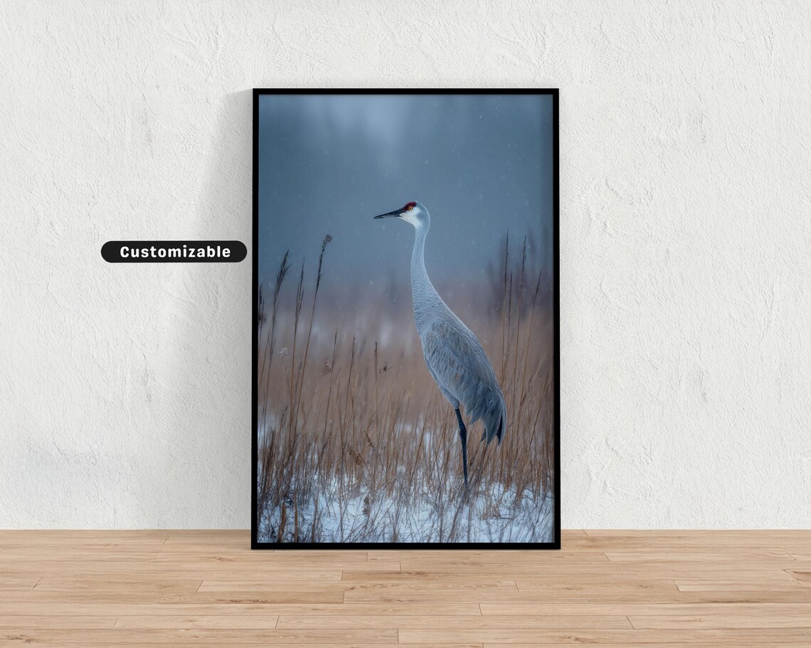 Sandhill Crane Standing Alone in Snowy Winter Marsh Photo Poster