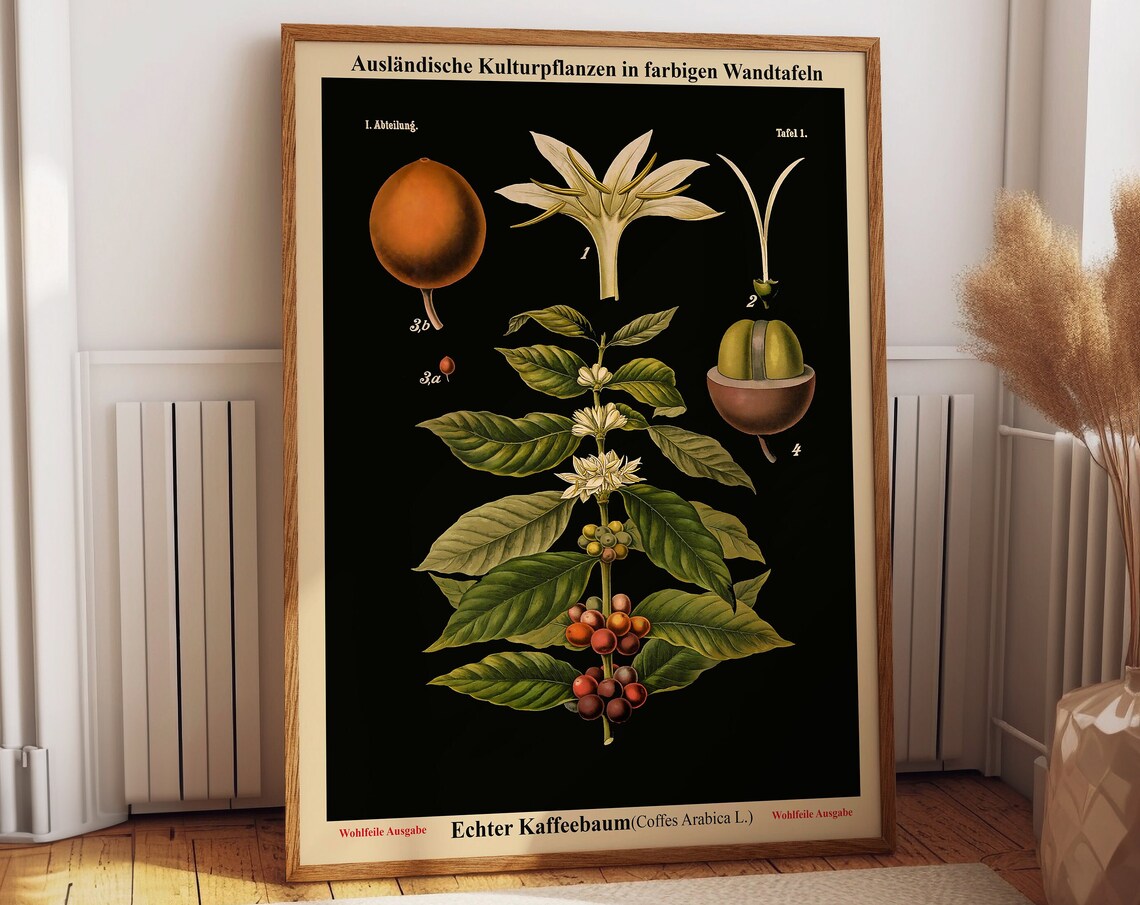 Old Educational Chart German Botanical Chart, Art Print