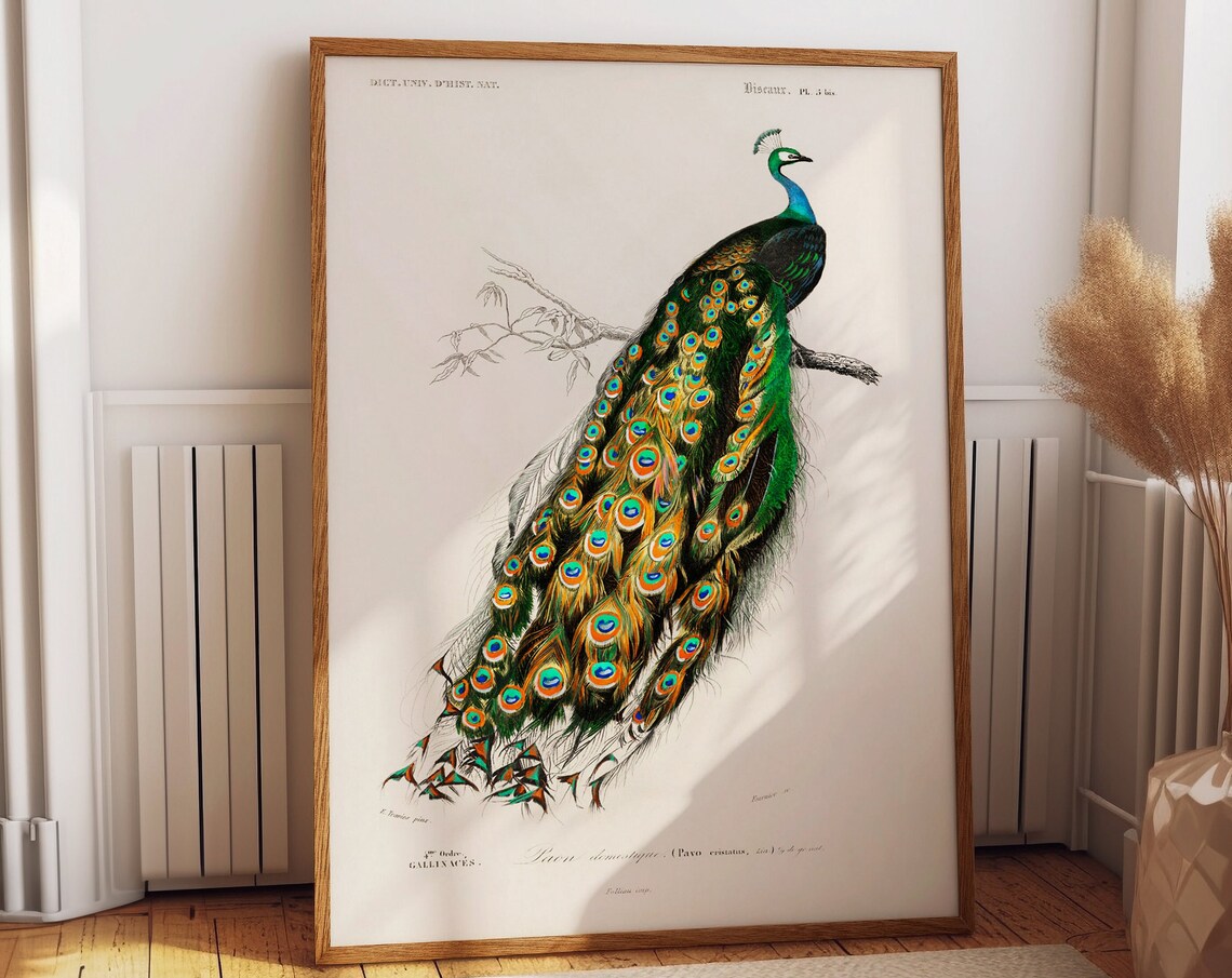 Vintage Peacock Illustration Poster Print, 1846