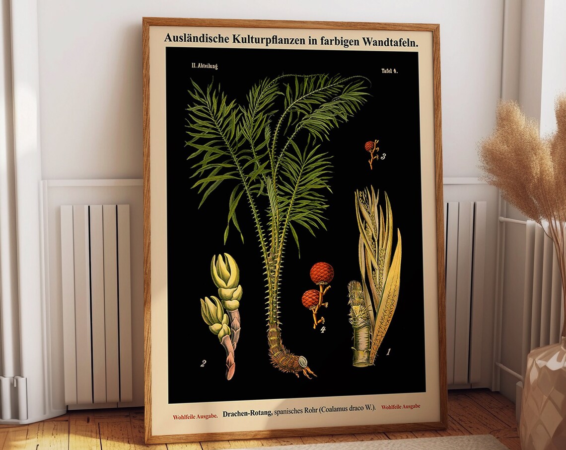 Sugarcane Plant Vintage Botanical Art Print