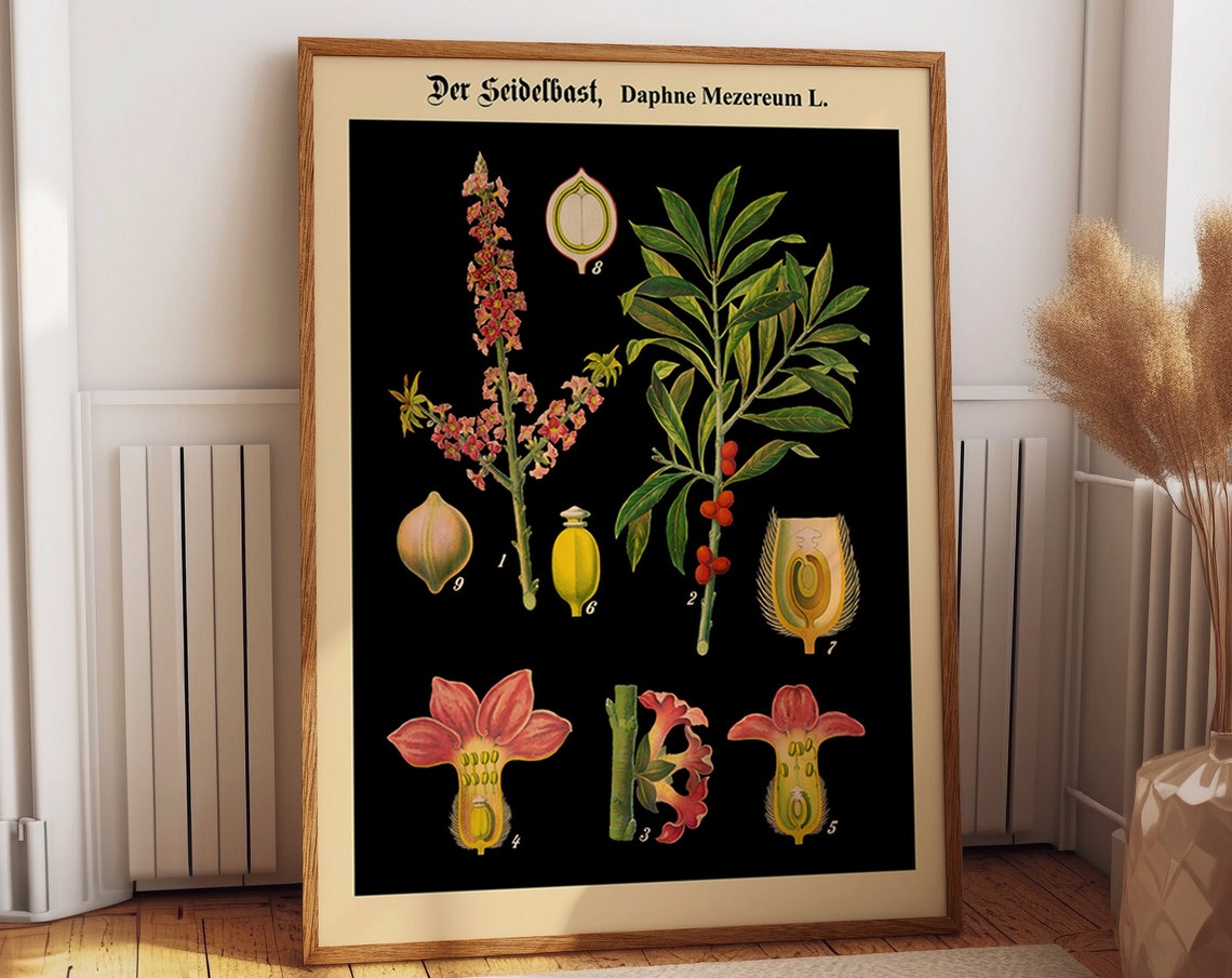 German Botanical Chart, Educational Poster