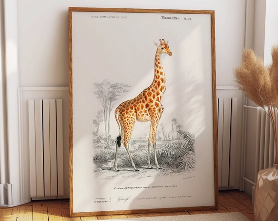 Vintage Giraffe Natural History Classic French Illustration Poster