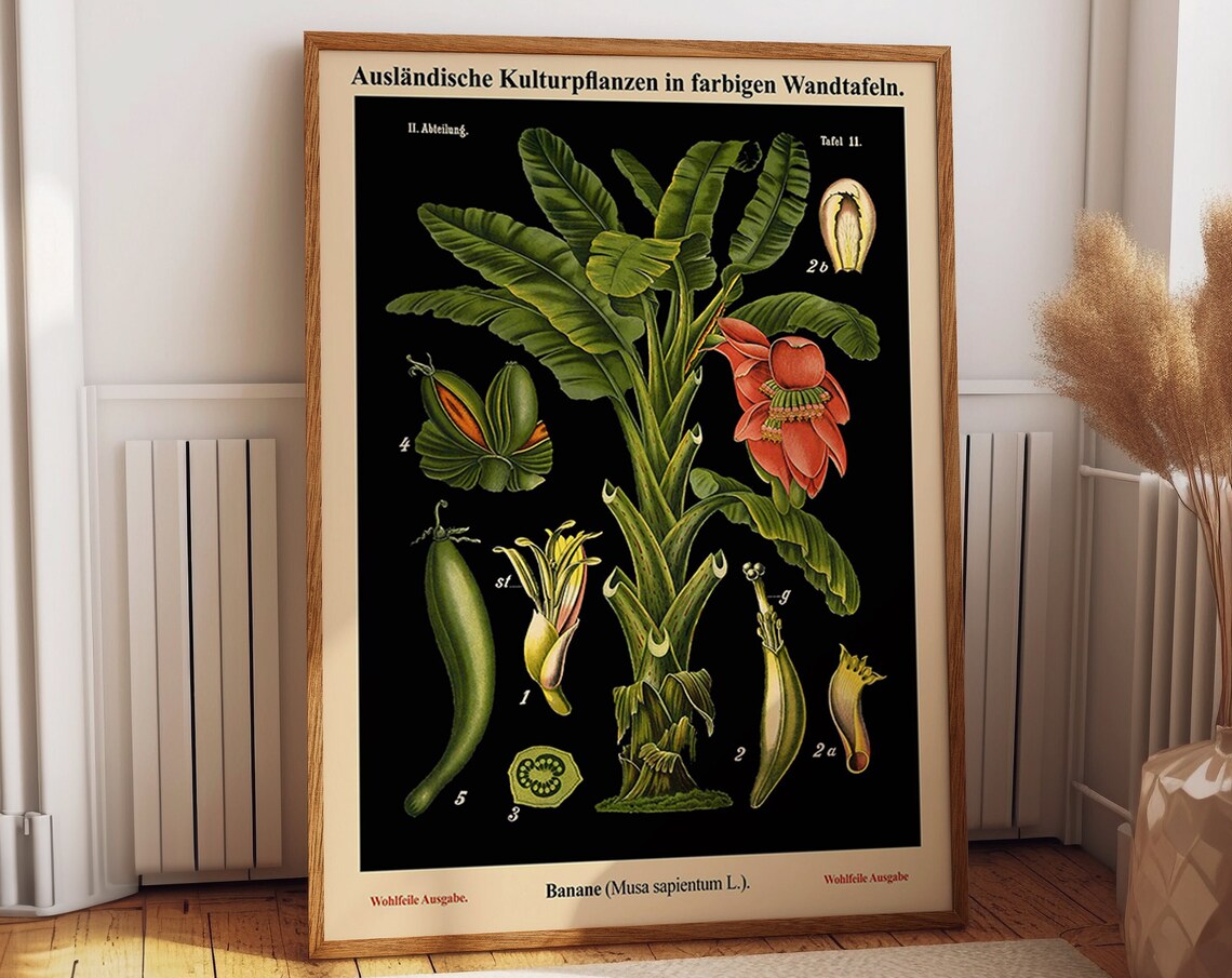 Old Educational Botanical Chart, German School Chart