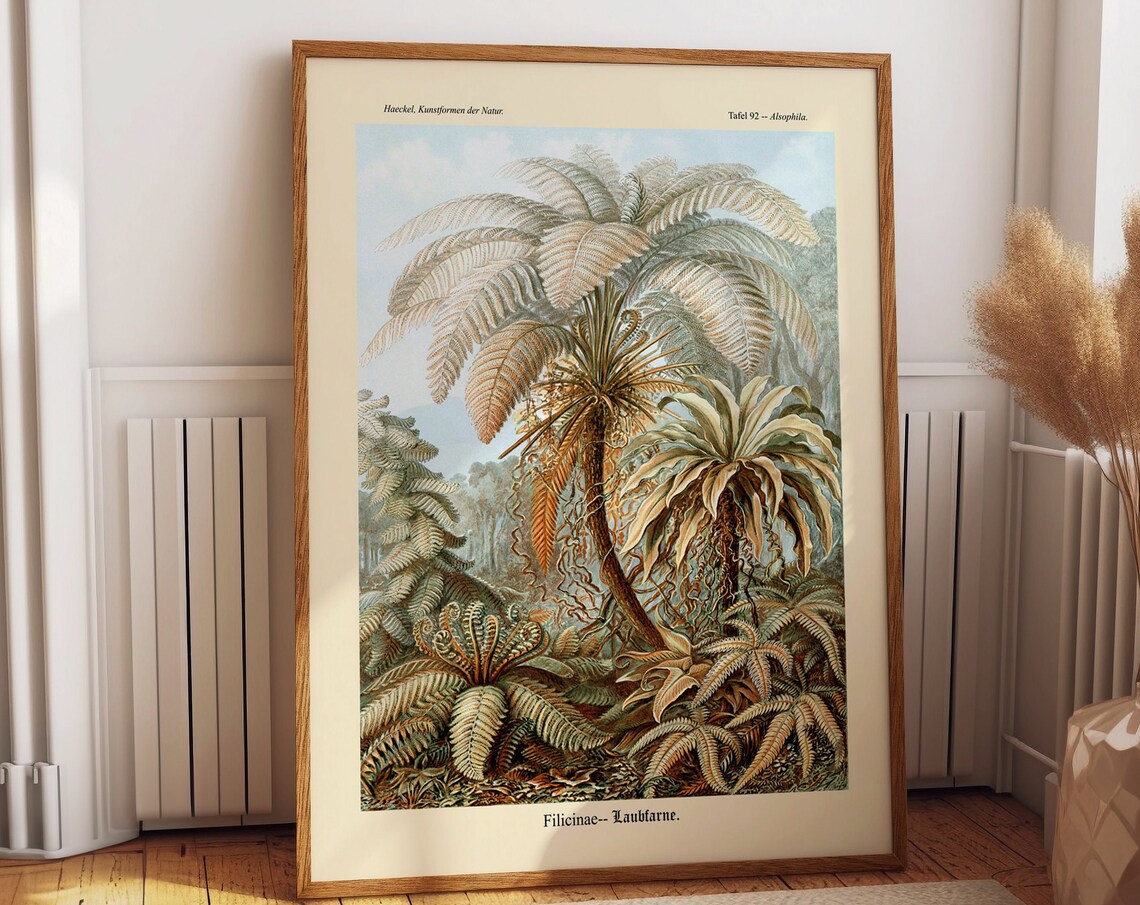 Fern Illustration By Ernst Haeckel, Nature Study