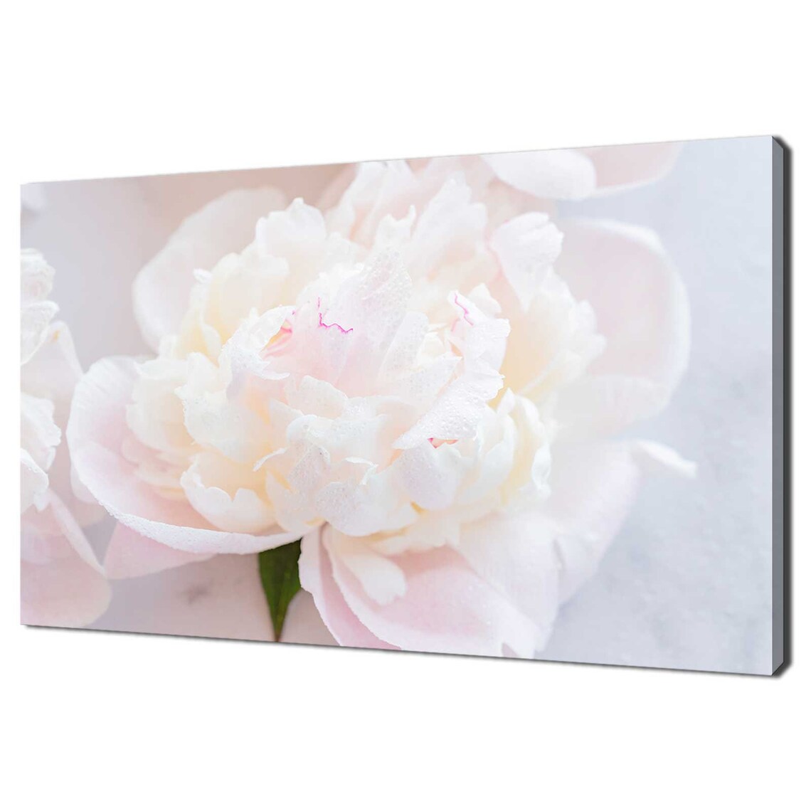 White Cream Peony Flower Close Up Macro Photography Art Print