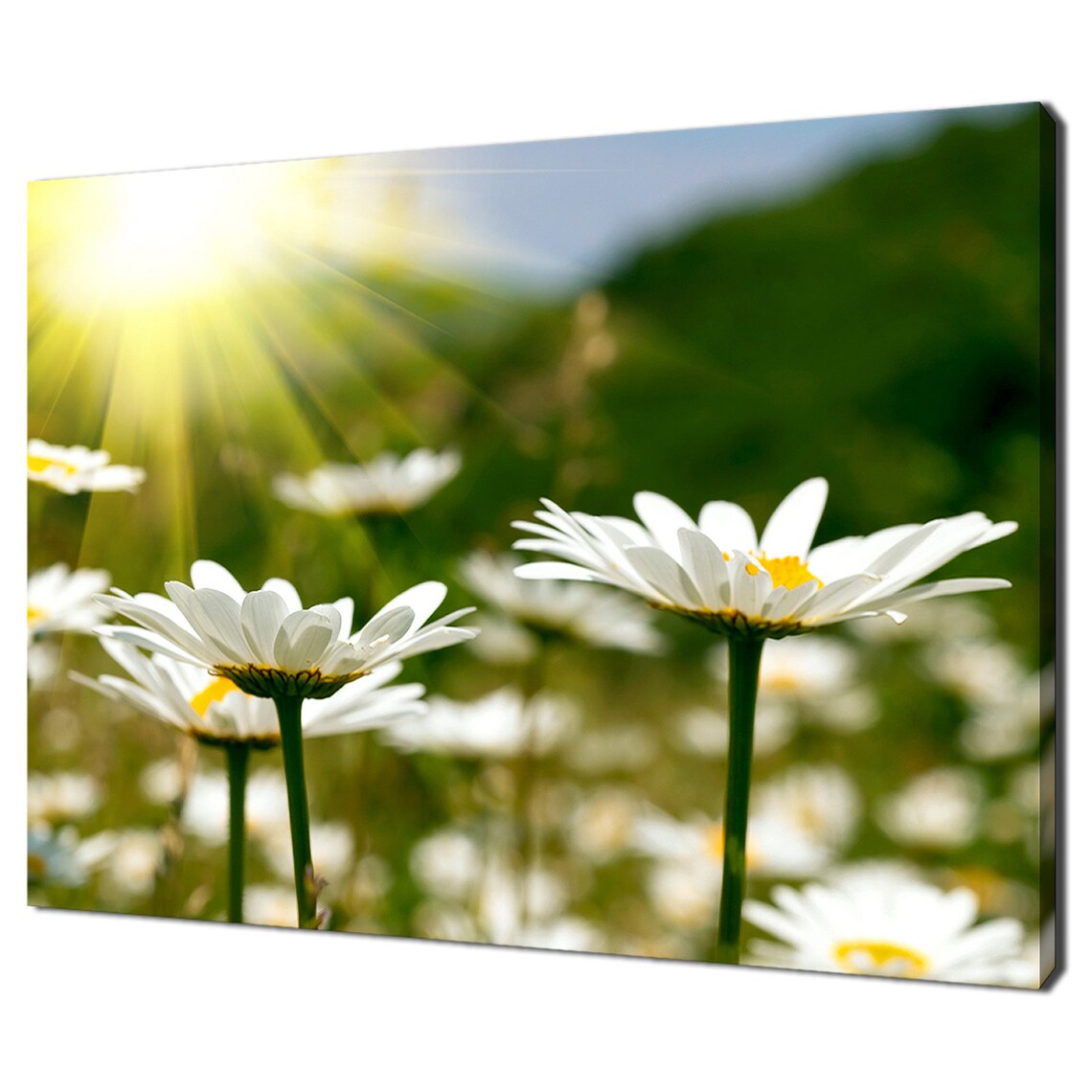 White Daisy Flowers Sunlit Field Summer Nature Photography Poster