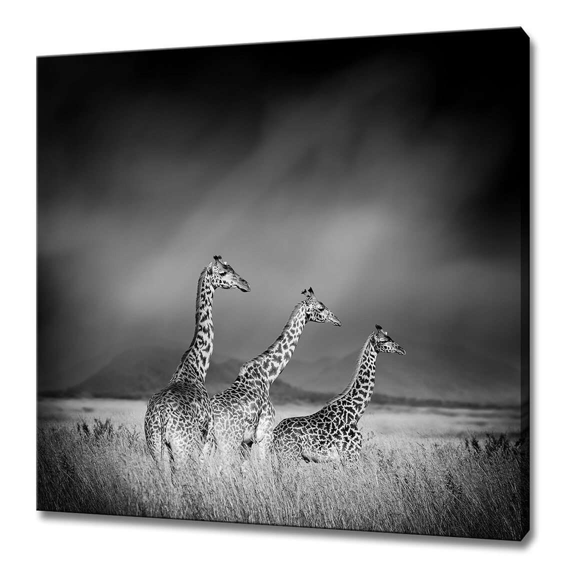 Three Giraffes In African Savanna Dramatic Black And White Wildlife Art Poster