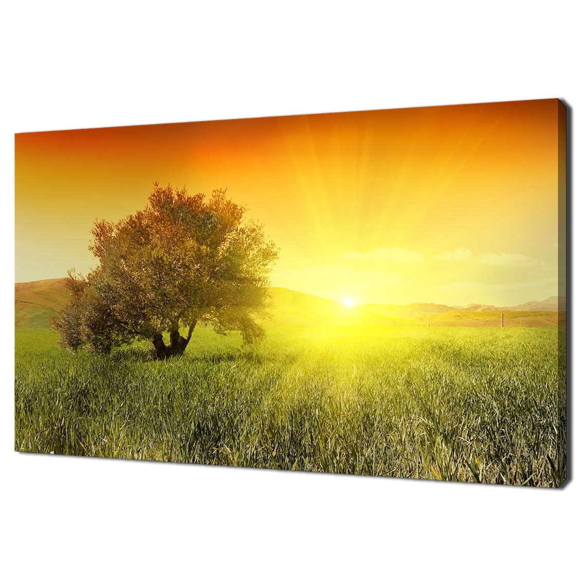 Olive Tree in Green Meadow Golden Sunrise Warm Landscape Travel Poster