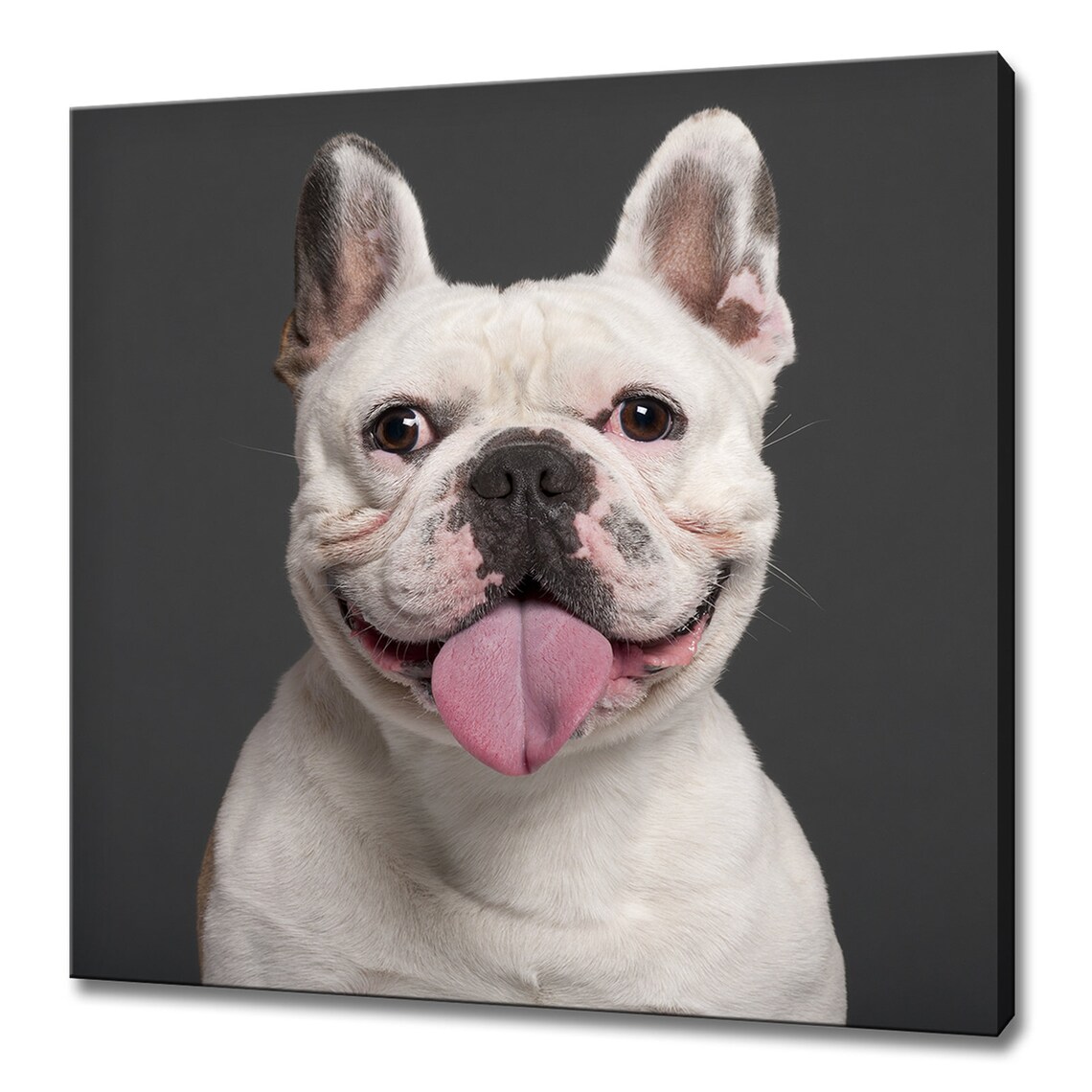 Happy White French Bulldog Puppy Tongue Out Funny Dog Portrait Poster