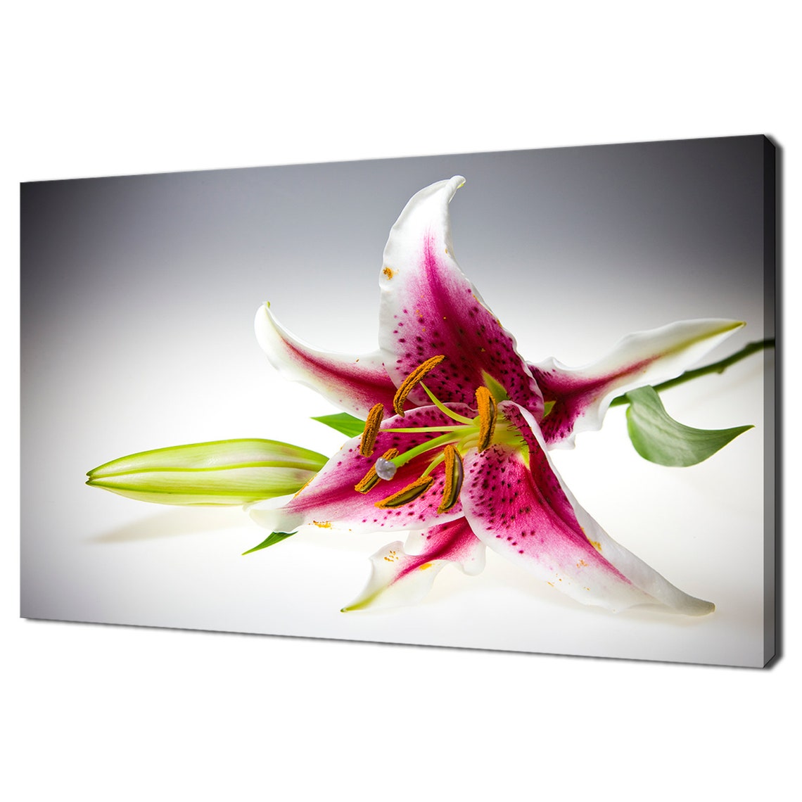 Pink White Stargazer Lily Flower Elegant Bloom Close Up Floral Poster
