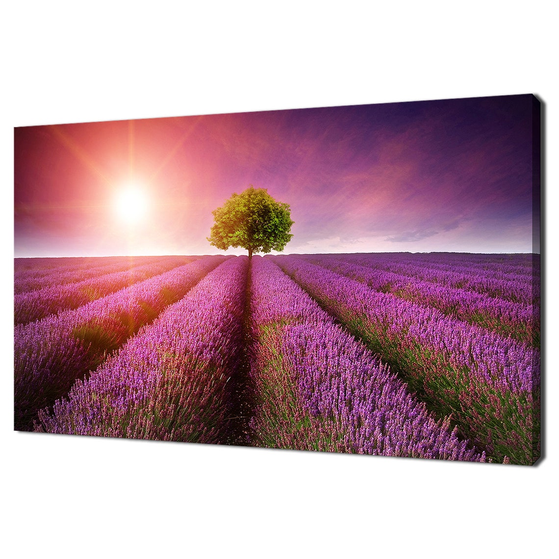 Lavender Field Sunset With Lone Tree Purple Sky Landscape Wall Poster