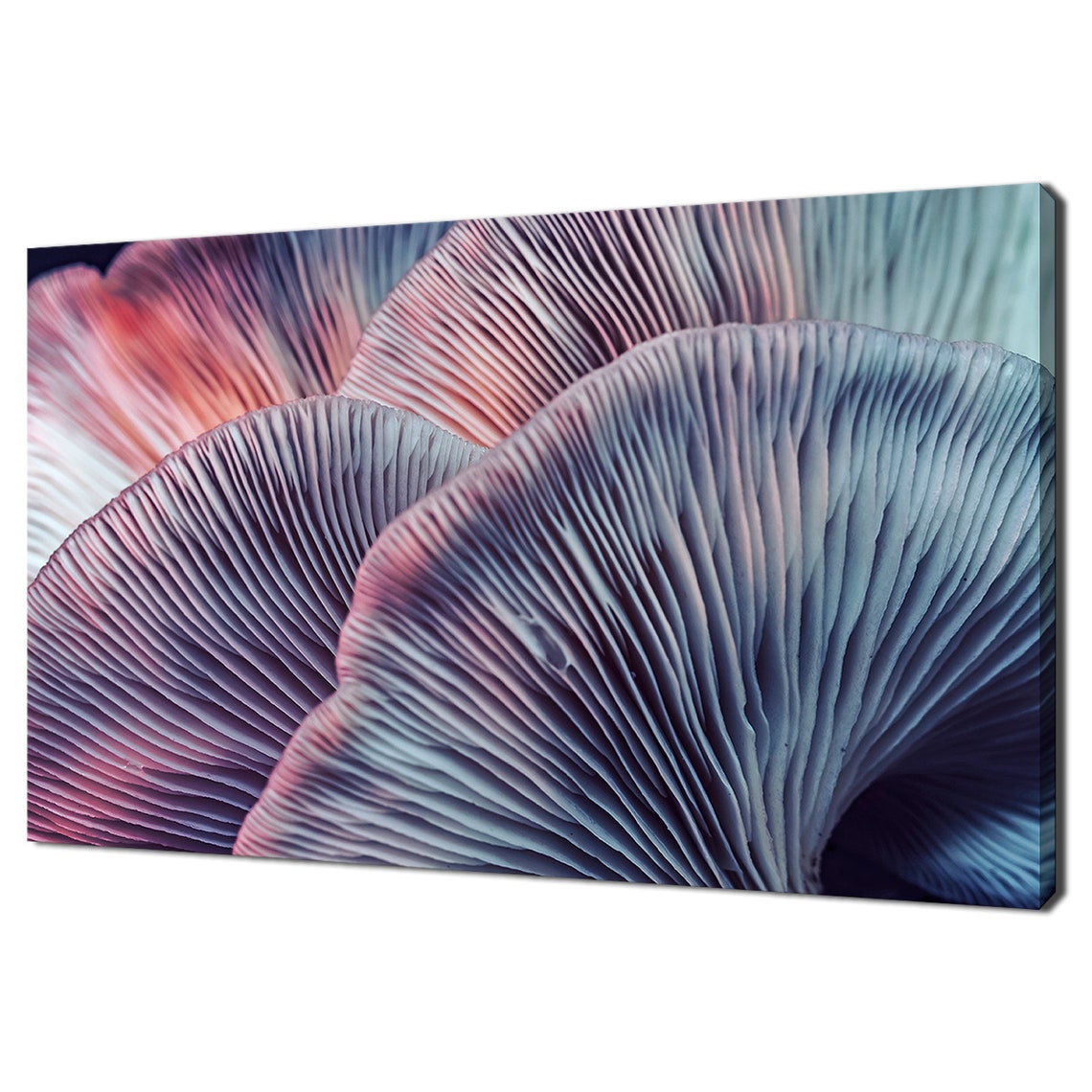 Pink Blue Mushroom Gills Macro Close-Up Nature Art Photography Poster