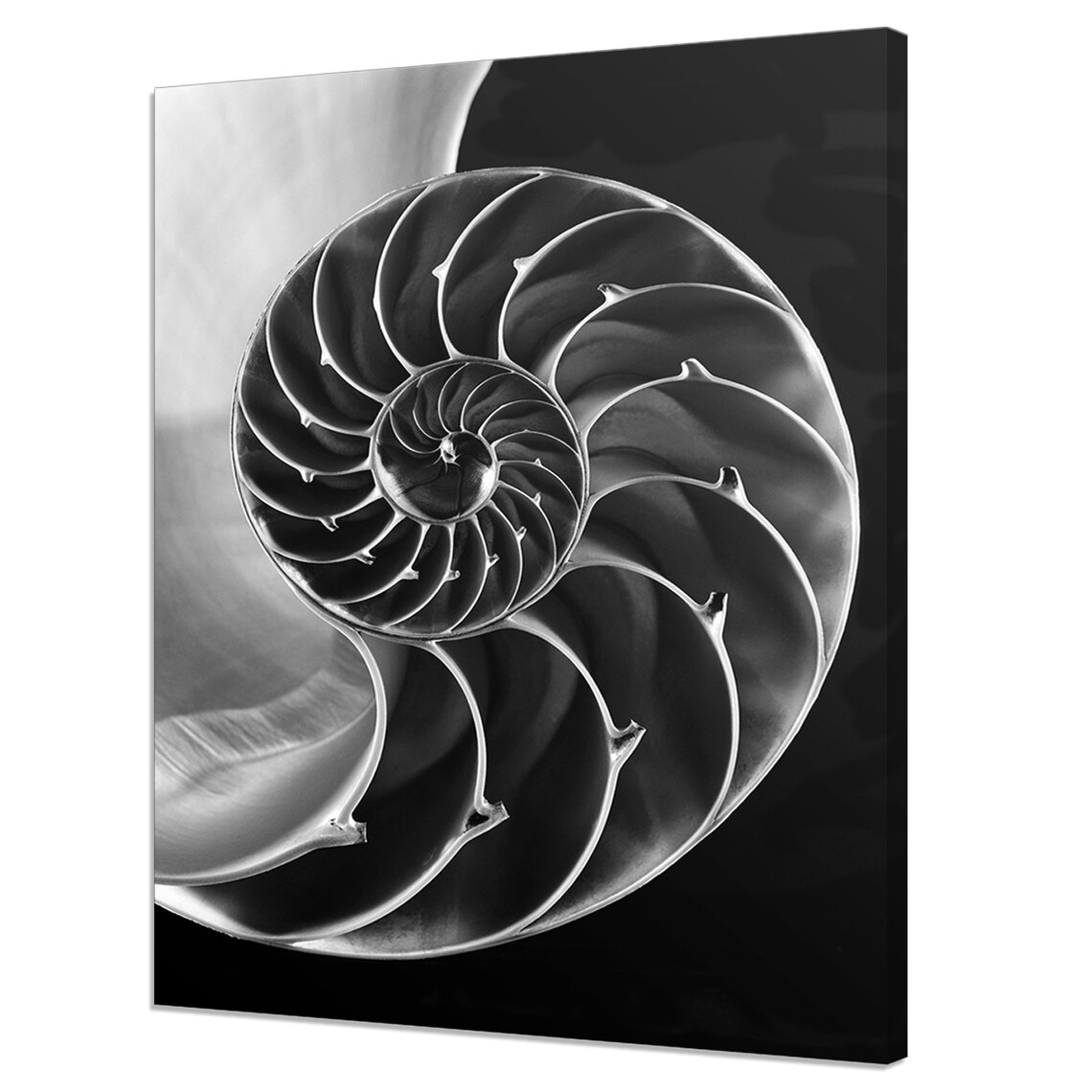 Nautilus Shell Fibonacci Spiral Modern Design