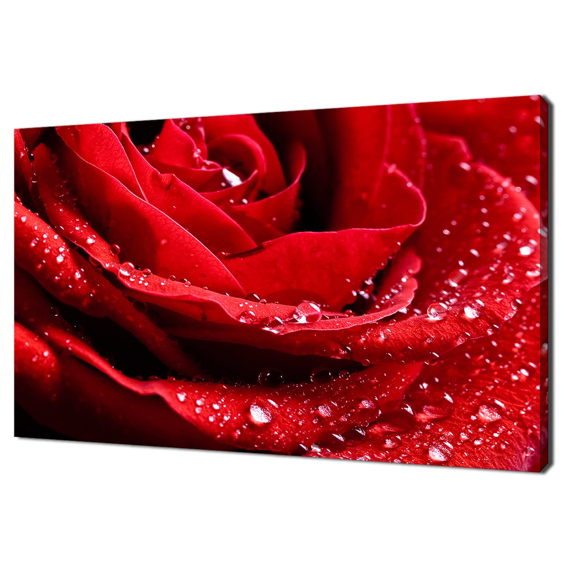 Red Rose Close Up With Dew Drops On Petals Romantic Floral Wall Art