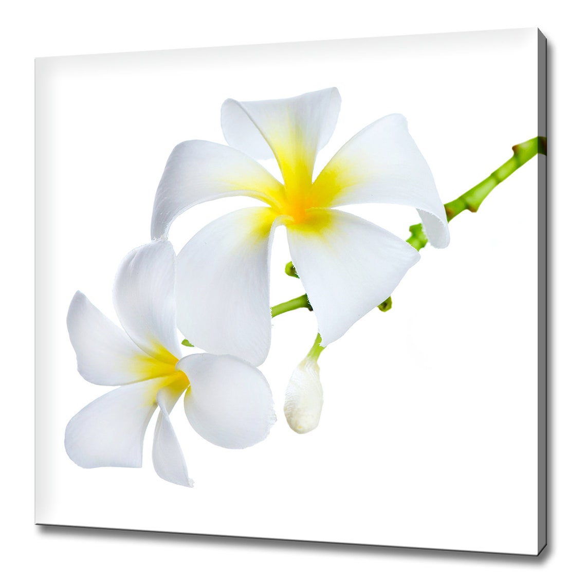 White Frangipani Plumeria Blossom Yellow Center Tropical Flower Poster