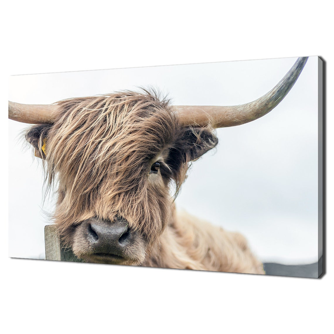 Highland Cow Shaggy Brown Long Horn Cattle Close Up Portrait Print