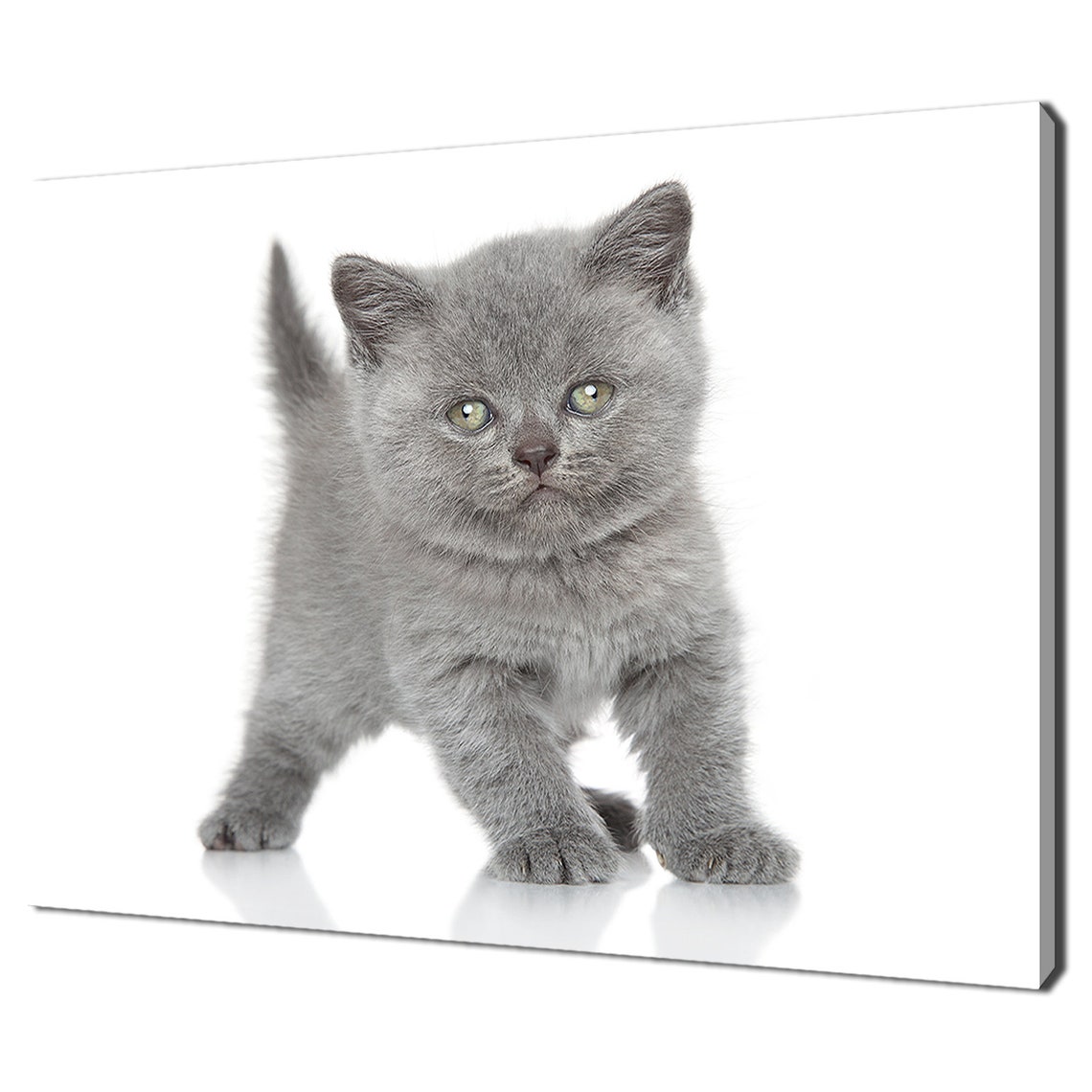 British Shorthair Grey Kitten Green Eyes White Cute Cat Wall Art