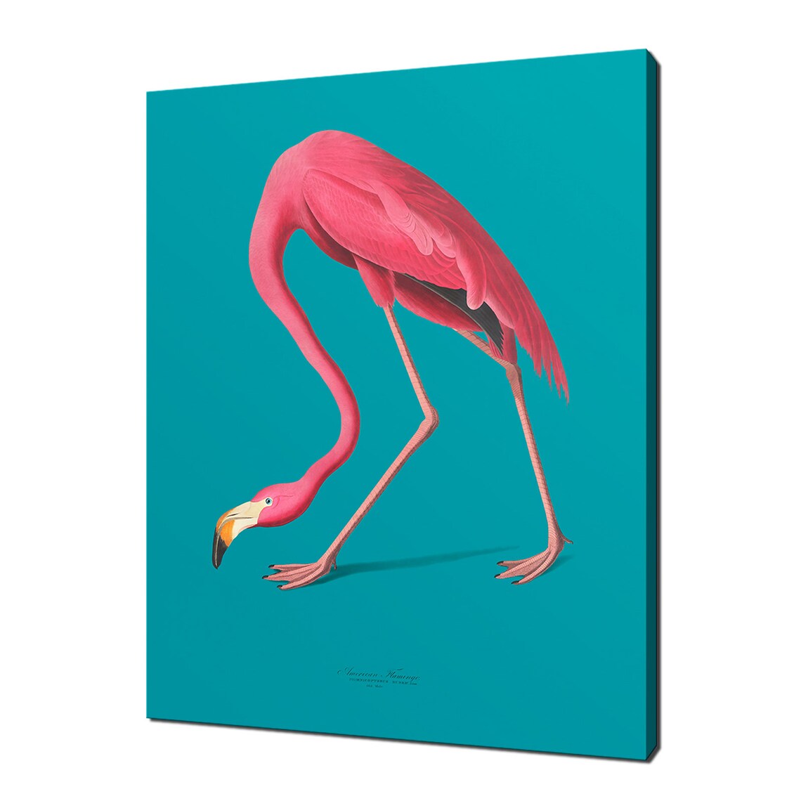 American Flamingo Vintage Audubon Style Bird Illustration Art Print
