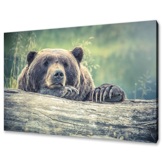 Brown Bear Resting Chin On Fallen Log Close Up Wildlife Portrait Wall Poster