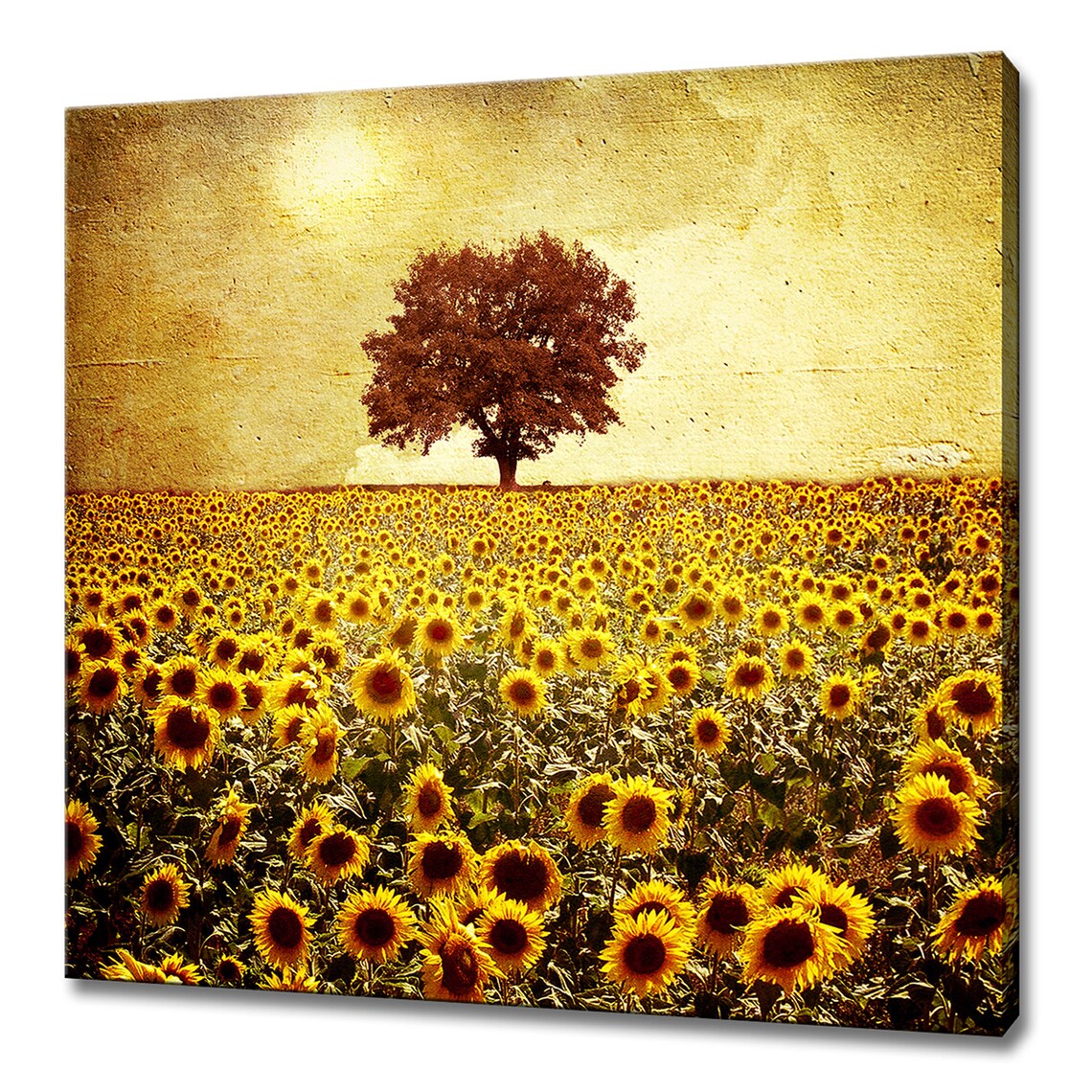 Sunflowers Field, Tree and Sunset Modern Wall Art Print
