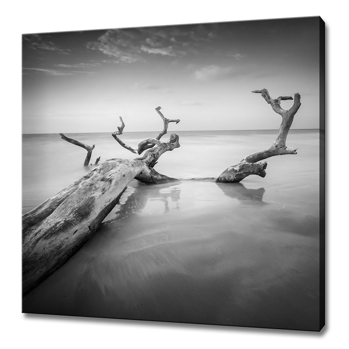 Dead Tree, Black White Seaside Beach Modern Design