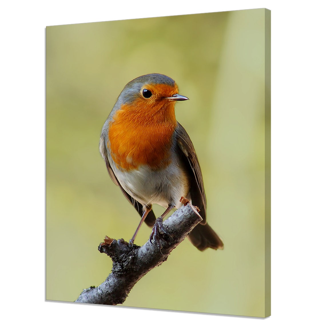 European Robin Perched On Branch Orange Breast Bird Photo Wall Poster