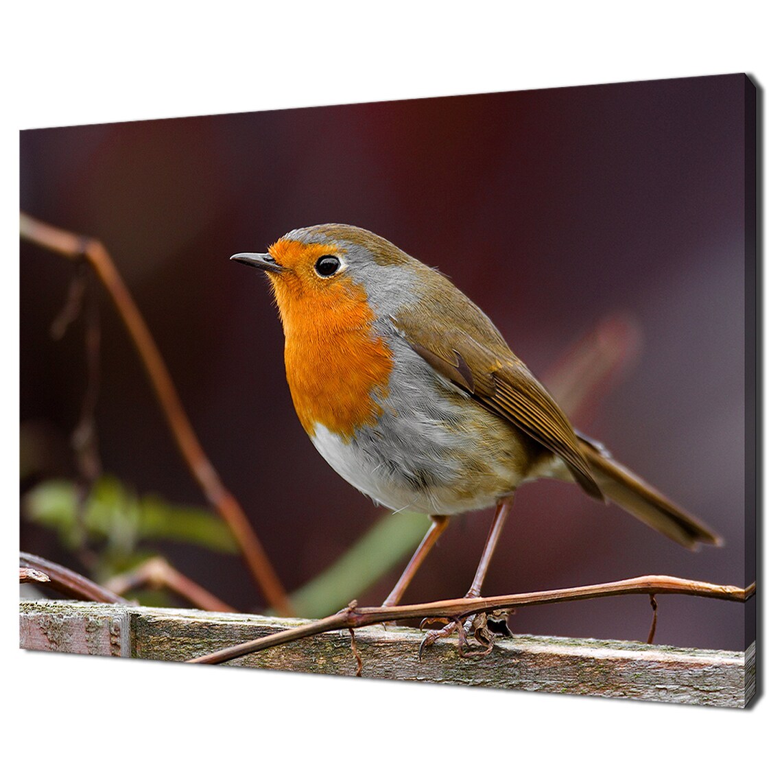 Robin Bird on Fence, Modern Design Wall Art Print