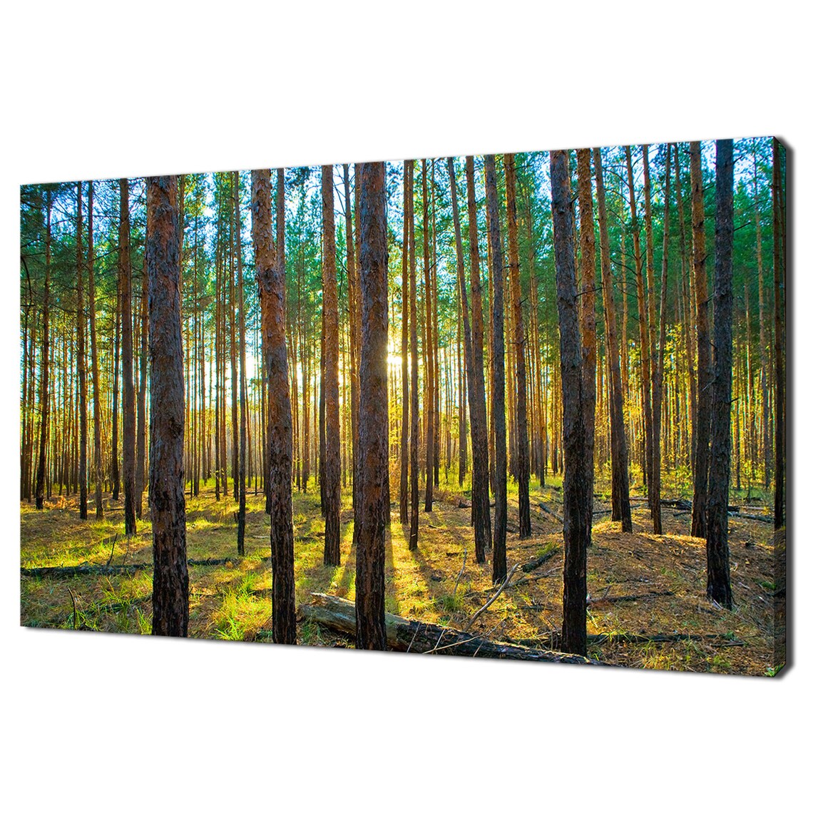Sunset In Scots Pine Forest Modern Landscape Design Home Decor Print Wall Art Picture Wall Hanging