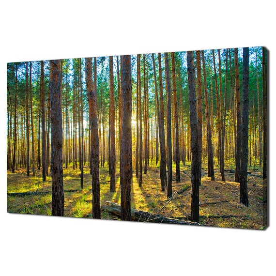Sunset In Scots Pine Forest Modern Landscape Design Home Decor Print Wall Art Picture Wall Hanging