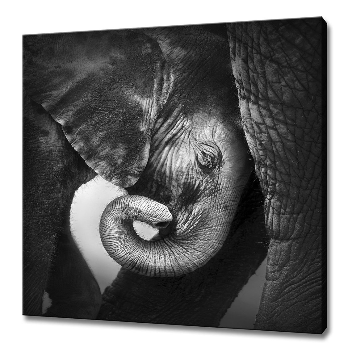 Baby Elephant Mother Black And White Close Up Trunk Wildlife Art Print