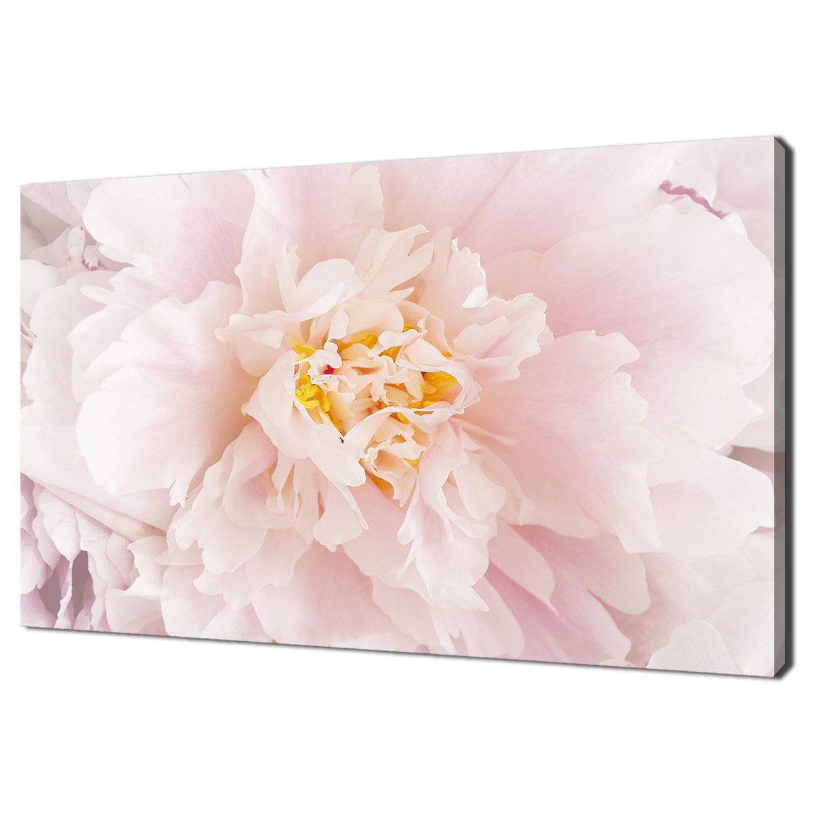 Blush Pink Peony Bloom with Golden Heart Macro Floral Art Print