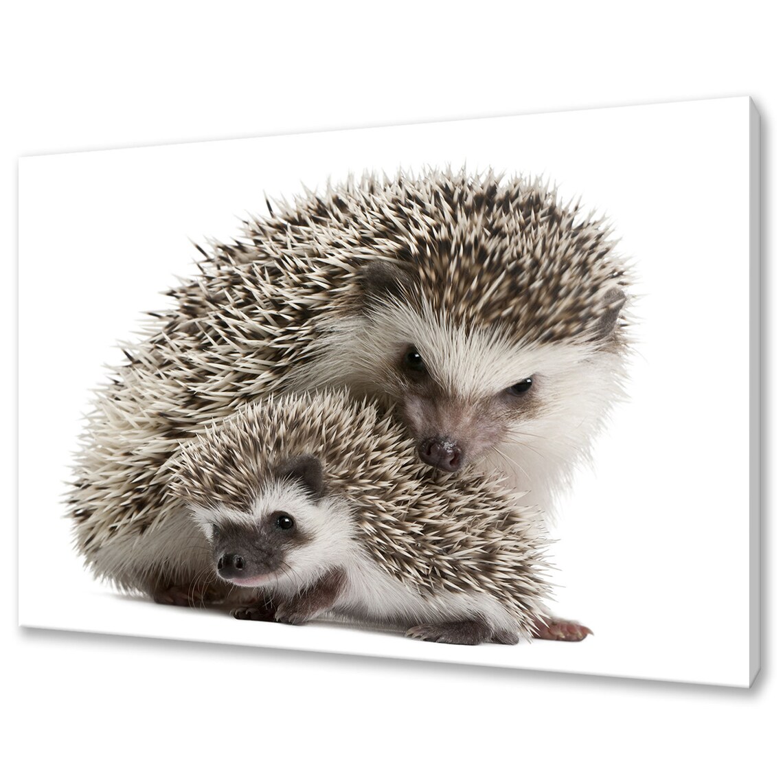 Mother and Baby Hedgehog Modern Home Art Print
