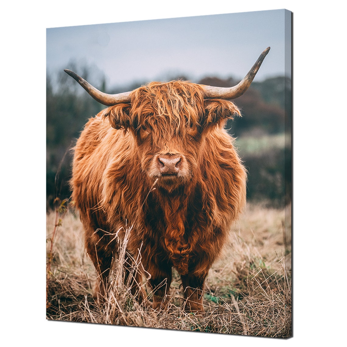 Highland Cow Curious Brown Hairy Coo Portrait Meadow Wall Art Poster