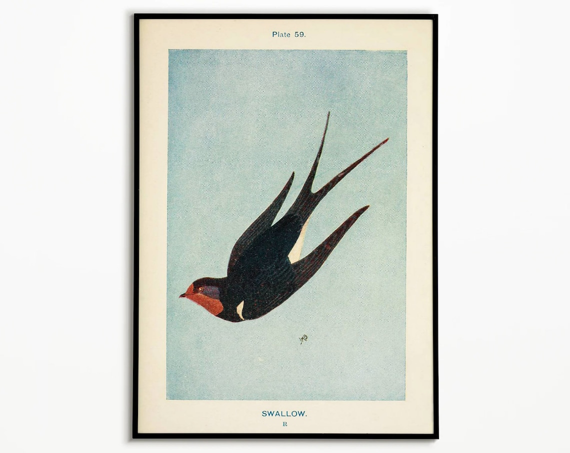 Vintage Swallow Poster, Bird Art Print