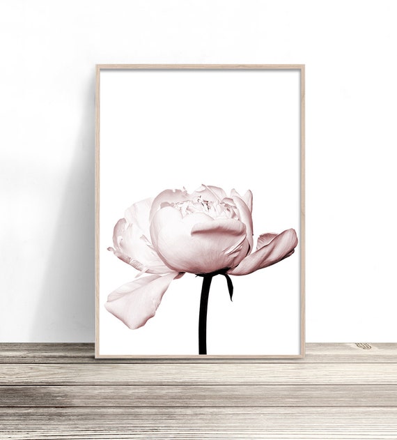 Blush Pink Peony Floral Artwork, Botanical Print