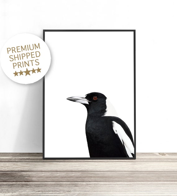 Magpie Australian Bird Art Print, Australiana Decor
